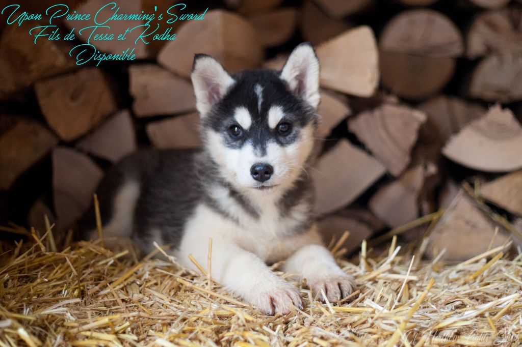 Of Northern Lights Spirit - Chiot disponible  - Siberian Husky