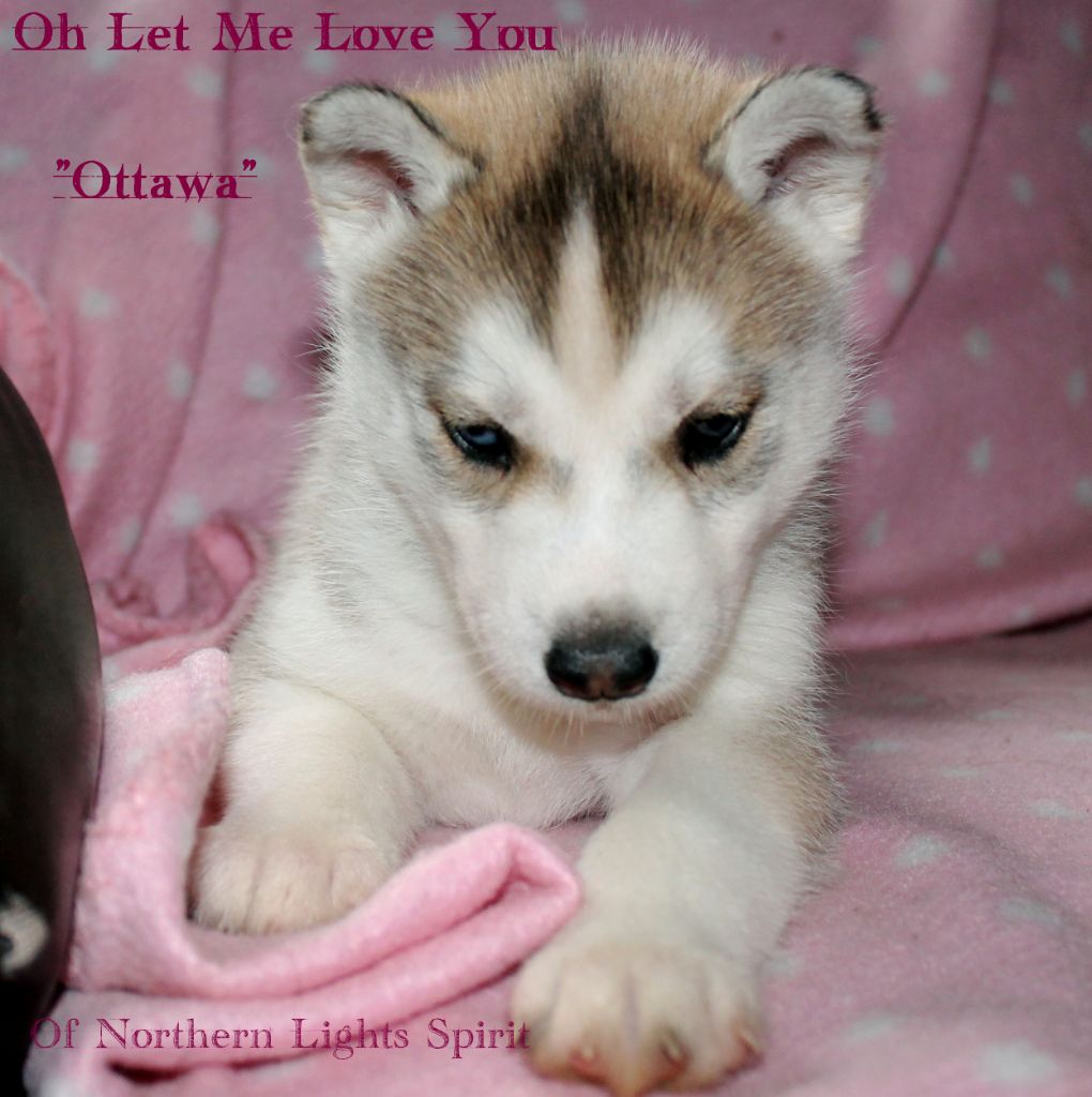 Oh Let Me Love You aka Ottawa