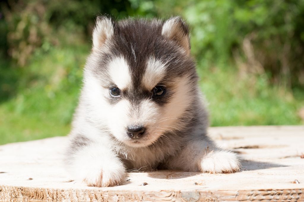 Of Northern Lights Spirit - Chiot disponible  - Siberian Husky