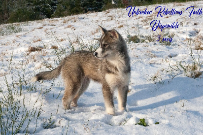 Of Northern Lights Spirit - Siberian Husky - Portée née le 01/10/2023