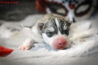 Of Northern Lights Spirit - Siberian Husky - Portée née le 05/07/2021