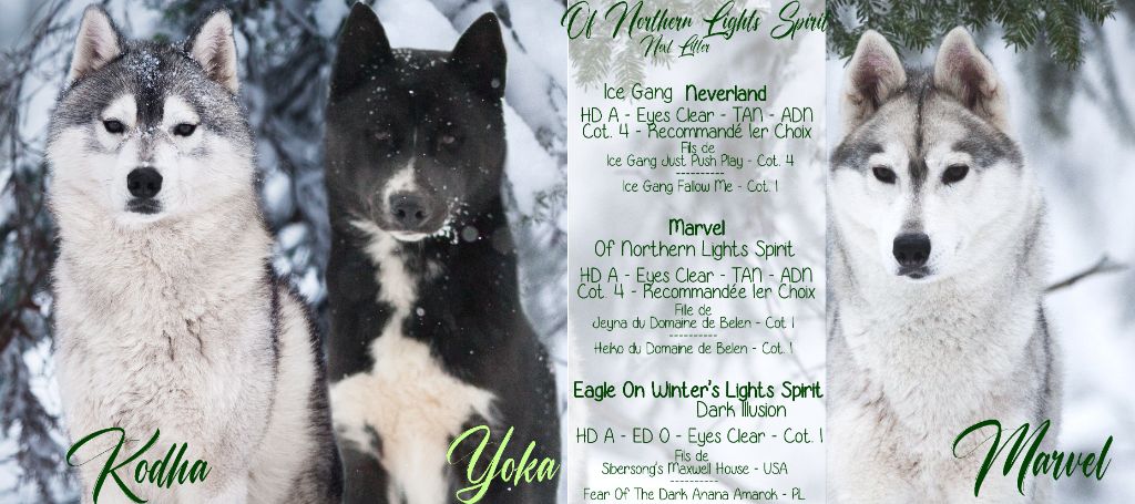 chiot Siberian Husky Of Northern Lights Spirit