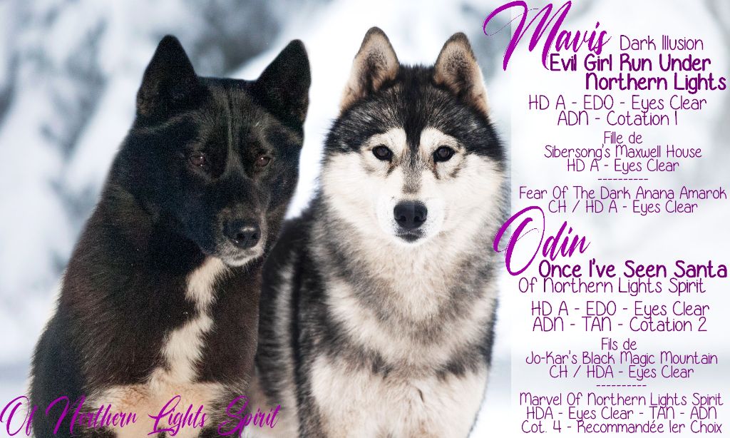 chiot Siberian Husky Of Northern Lights Spirit