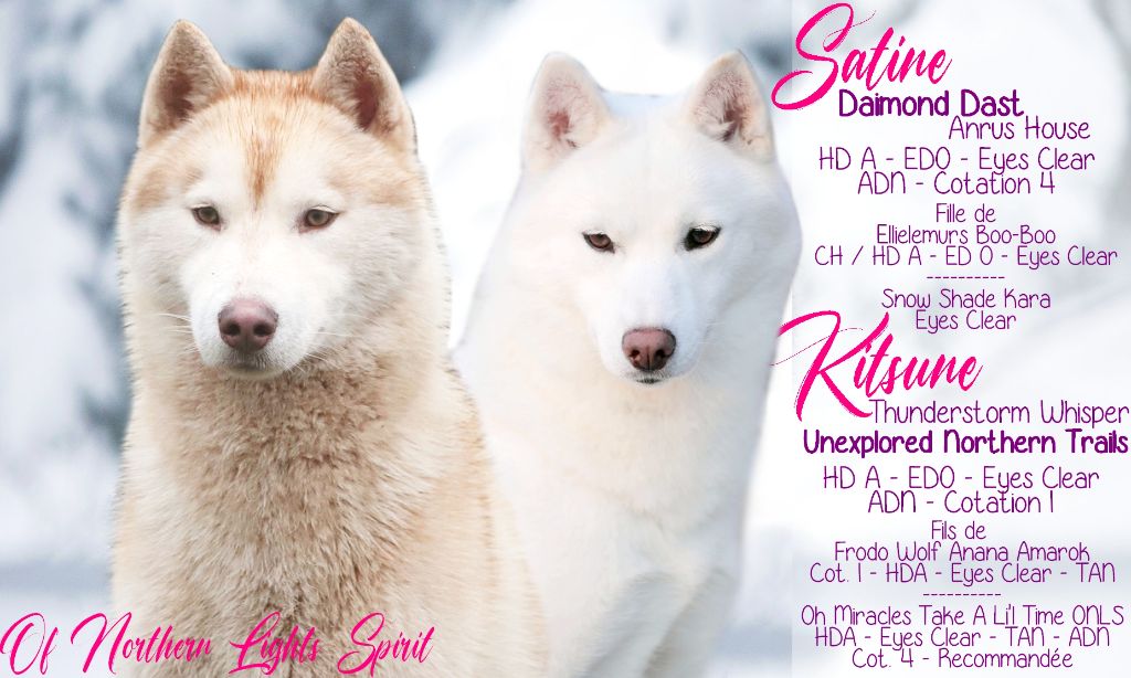 chiot Siberian Husky Of Northern Lights Spirit