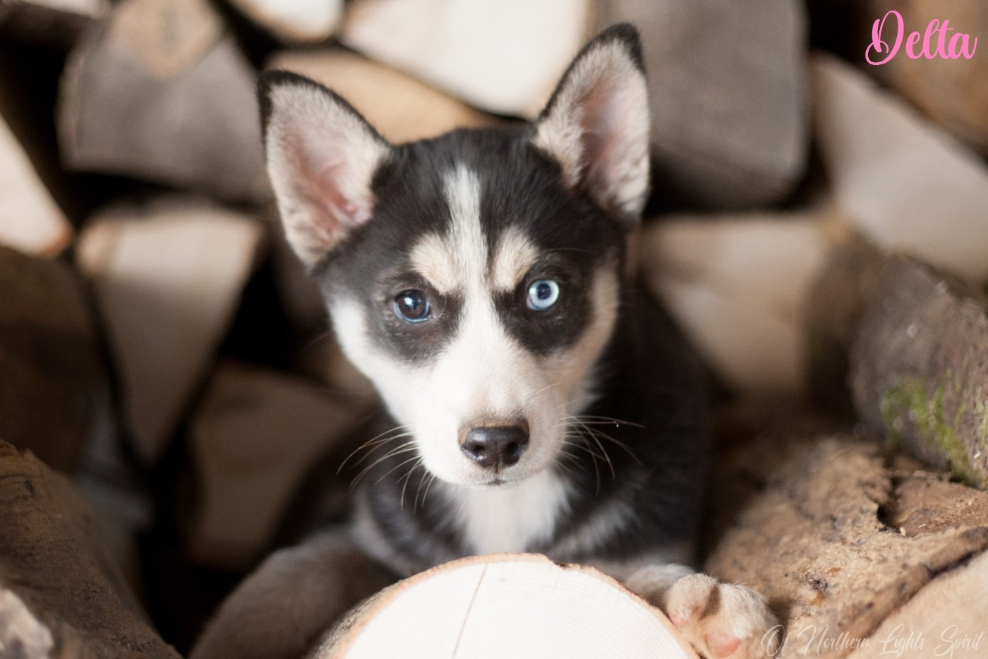 Active Target For Delta Of Northern Lights Spirit