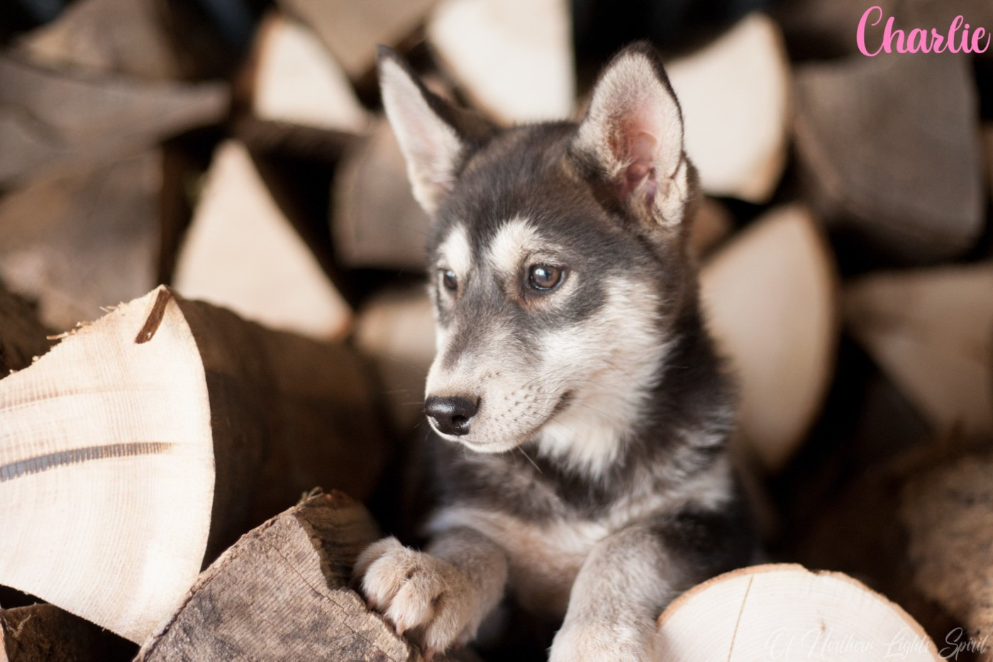 A Code Name: Charlie Of Northern Lights Spirit