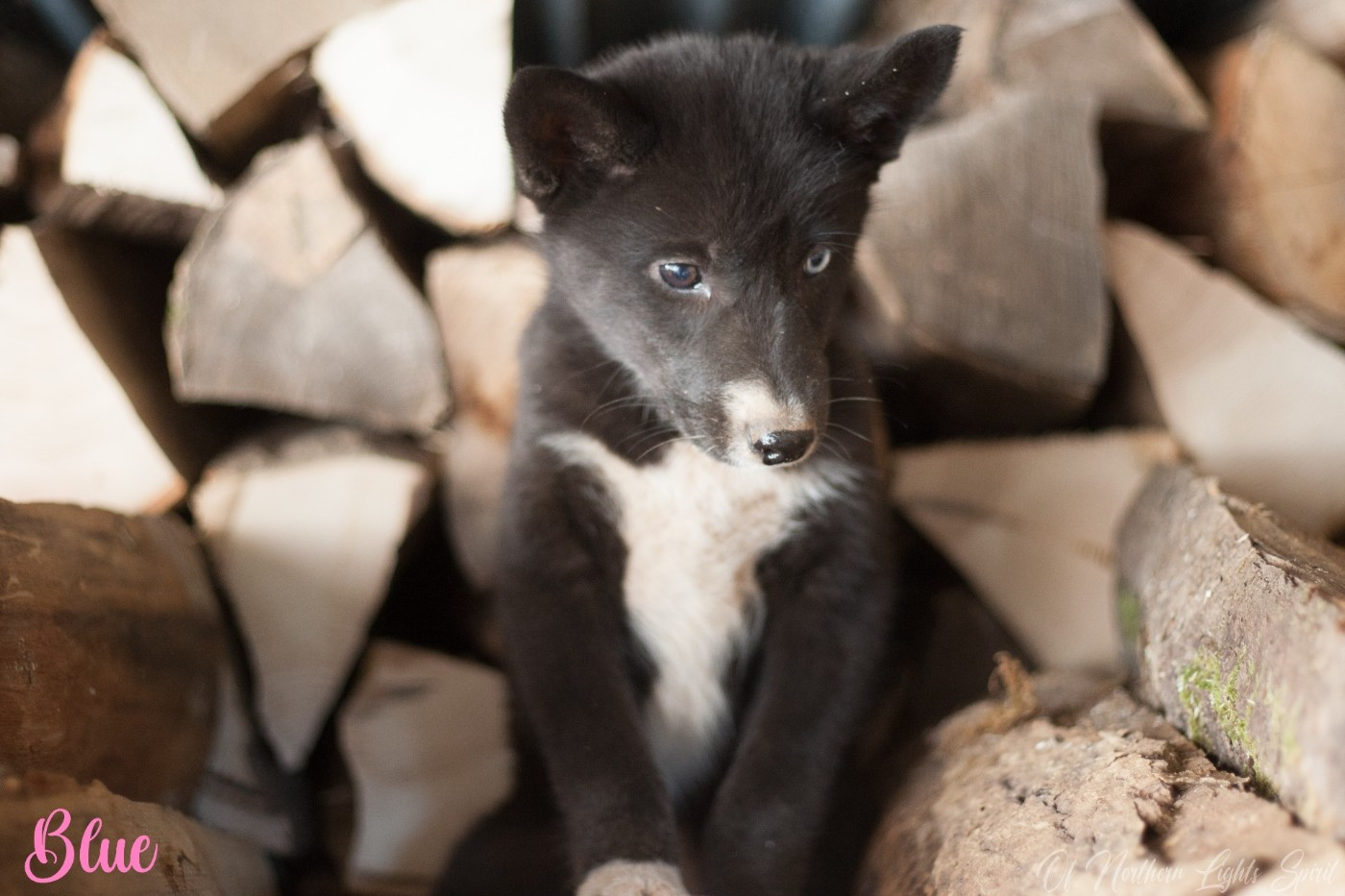 Alpha Unit For Blue Of Northern Lights Spirit