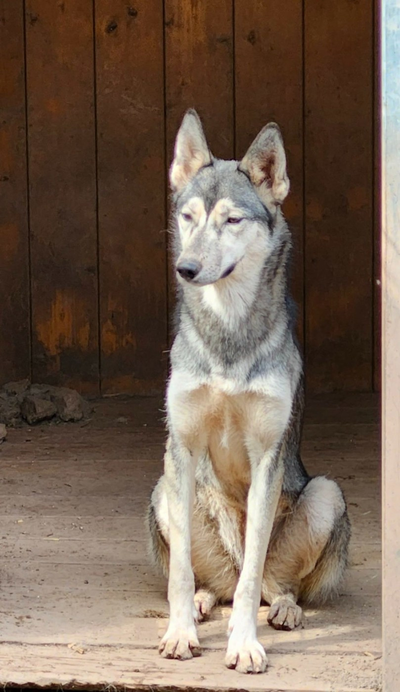 Vivid Blackbird Des Cimes Du Léman