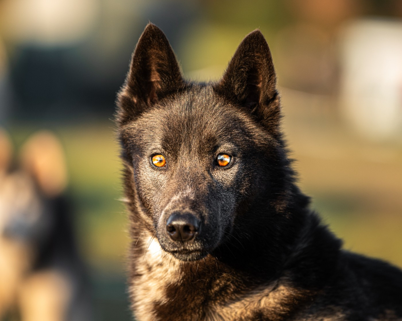 Aloustair's Forest Wolf