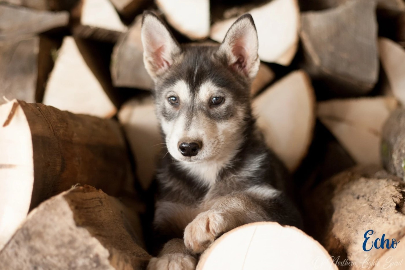 Armored Force: Echo Of Northern Lights Spirit