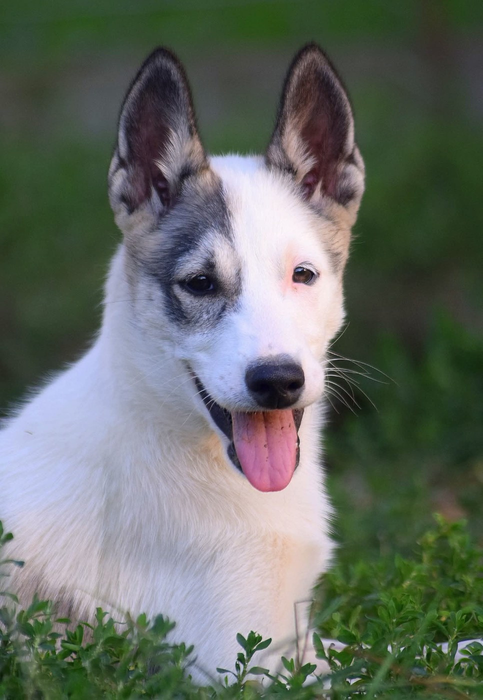 Heaven Can Wait dark illusion