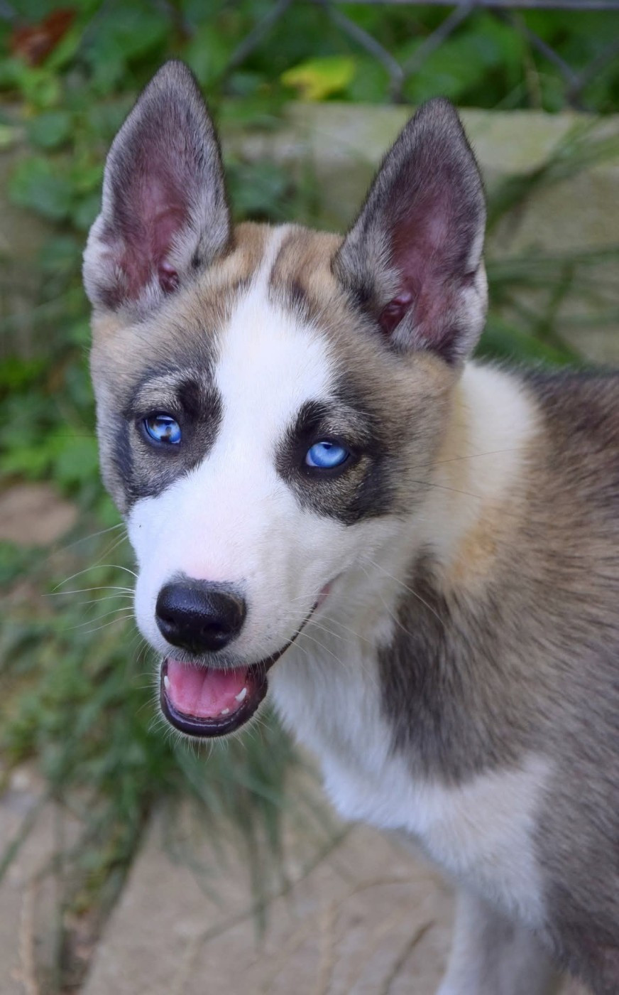 Hells Bells dark illusion