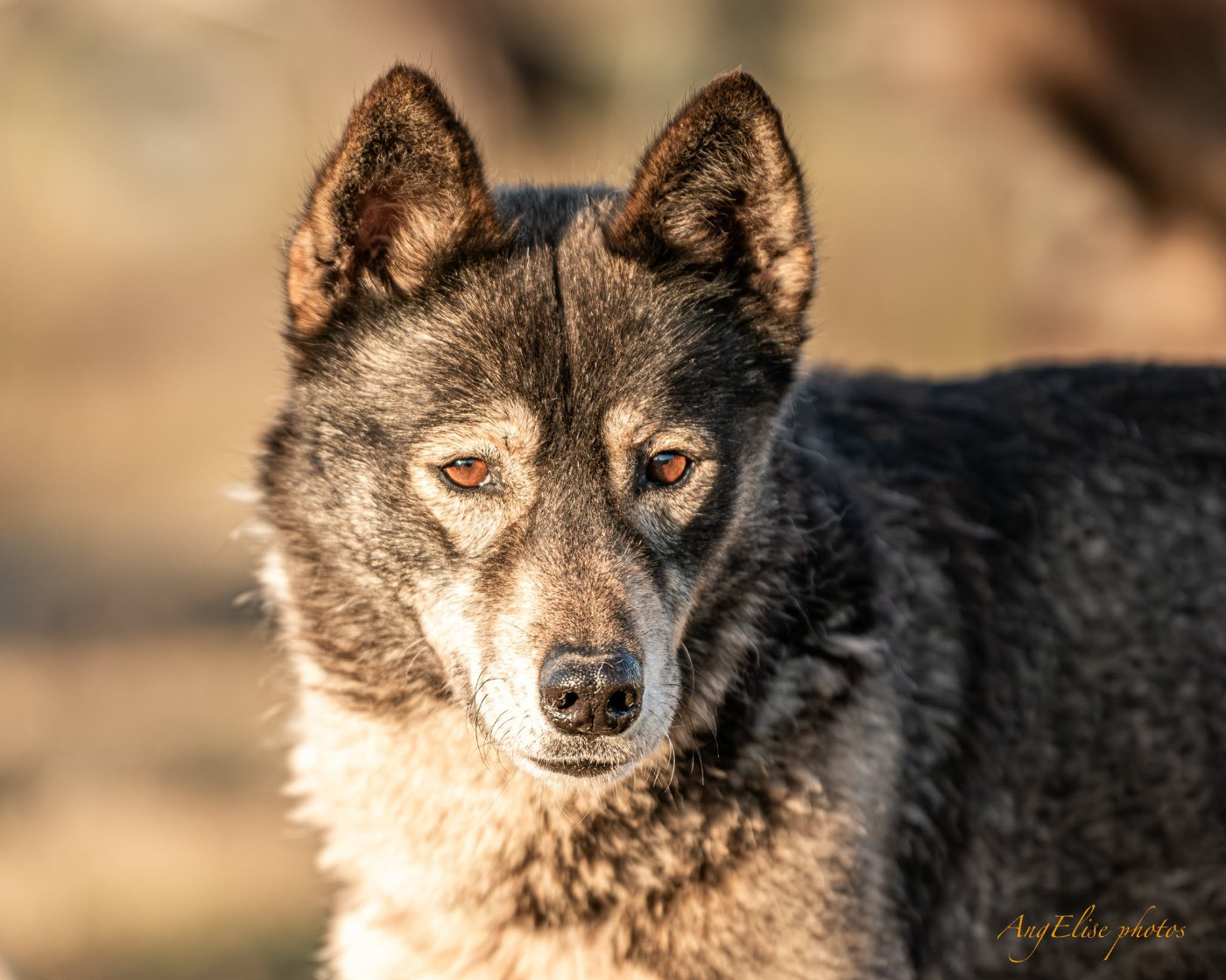 Polka Of Blue Skunky
