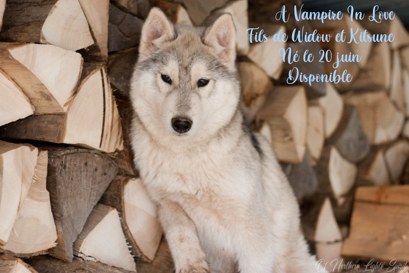 A Vampire In Love Of Northern Lights Spirit