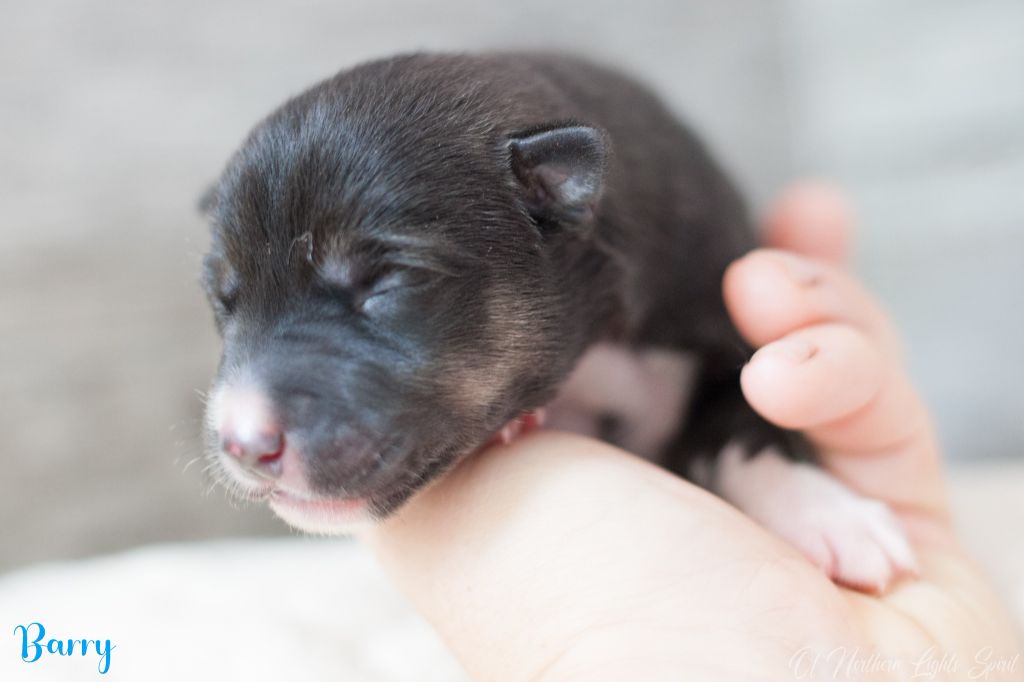 Of Northern Lights Spirit - Chiots disponibles - Siberian Husky