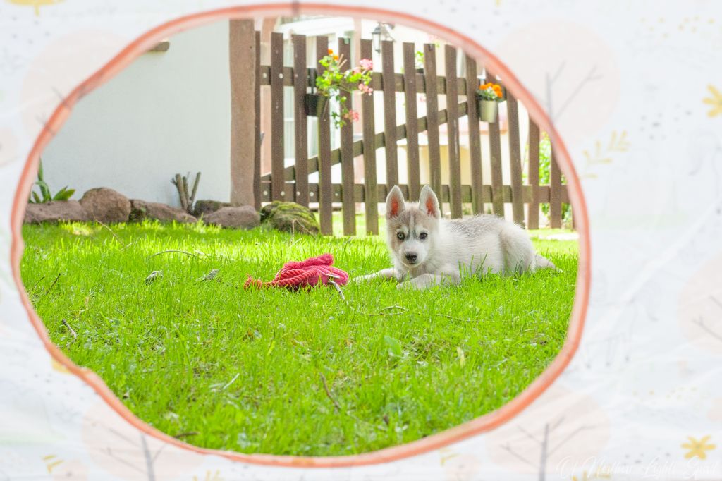 Of Northern Lights Spirit - Chiots disponibles - Siberian Husky