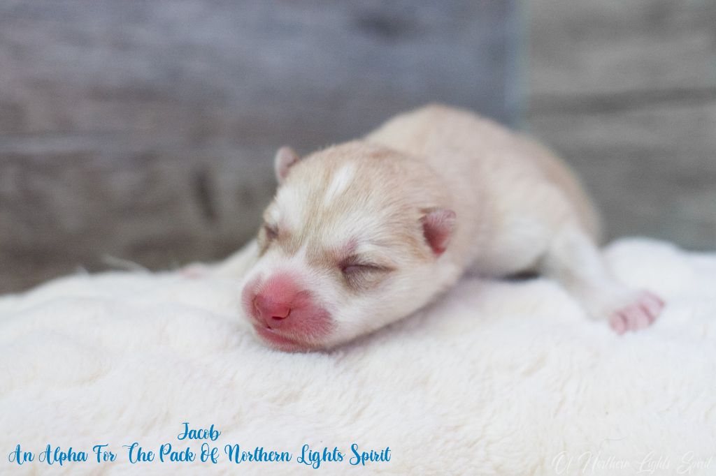 Of Northern Lights Spirit - Chiots disponibles - Siberian Husky