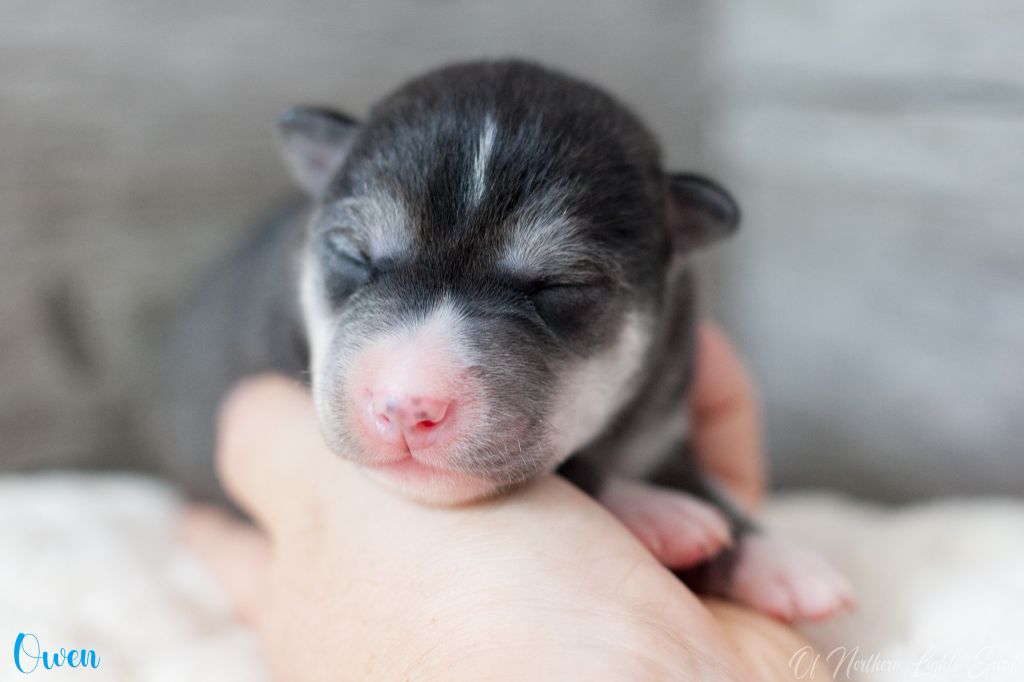 Of Northern Lights Spirit - Chiots disponibles - Siberian Husky