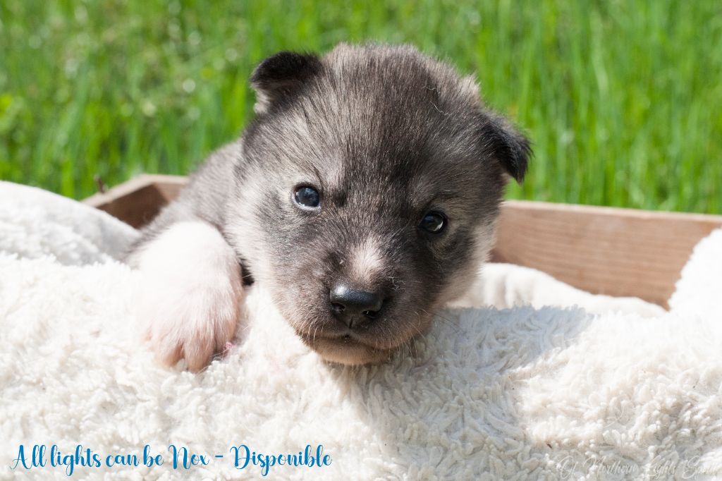 Of Northern Lights Spirit - Chiots disponibles - Siberian Husky