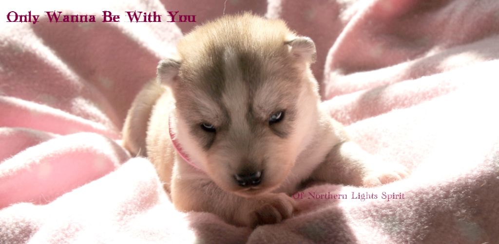 Of Northern Lights Spirit - Siberian Husky - Portée née le 21/09/2018