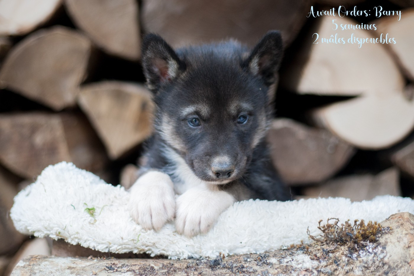Of Northern Lights Spirit - Chiots disponibles - Siberian Husky