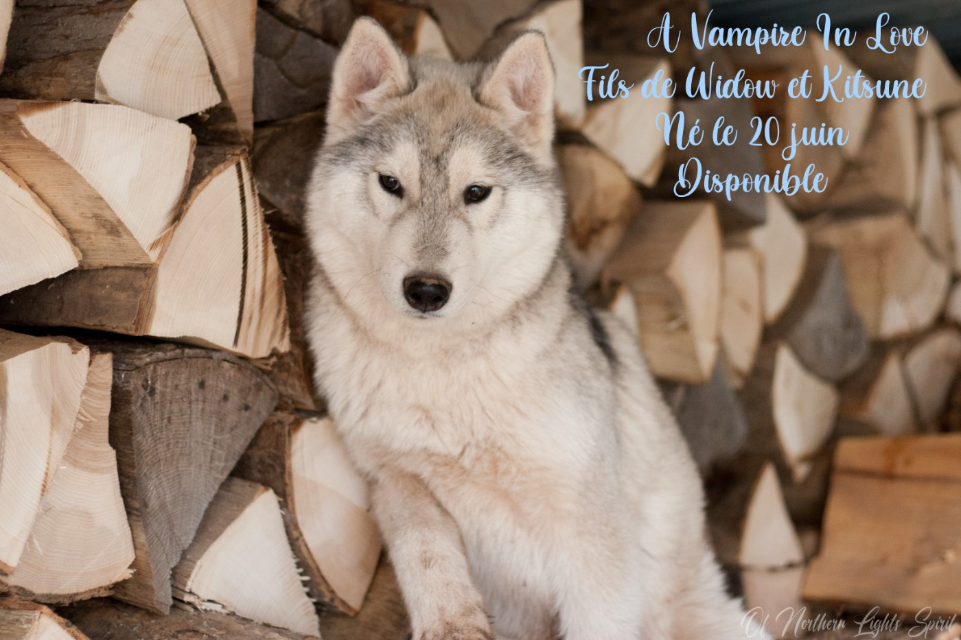 Of Northern Lights Spirit - Chiots disponibles - Siberian Husky