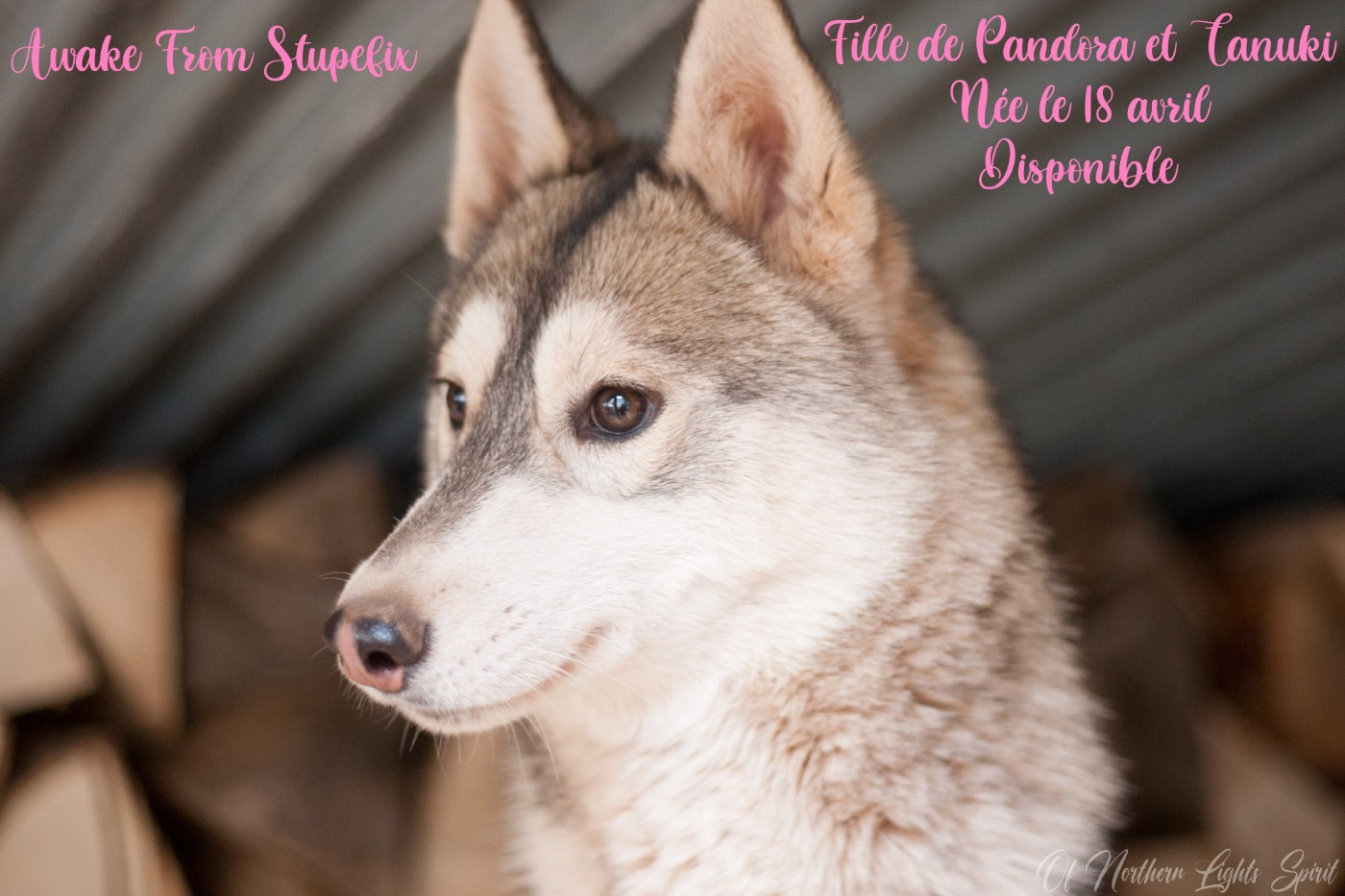 Of Northern Lights Spirit - Chiots disponibles - Siberian Husky