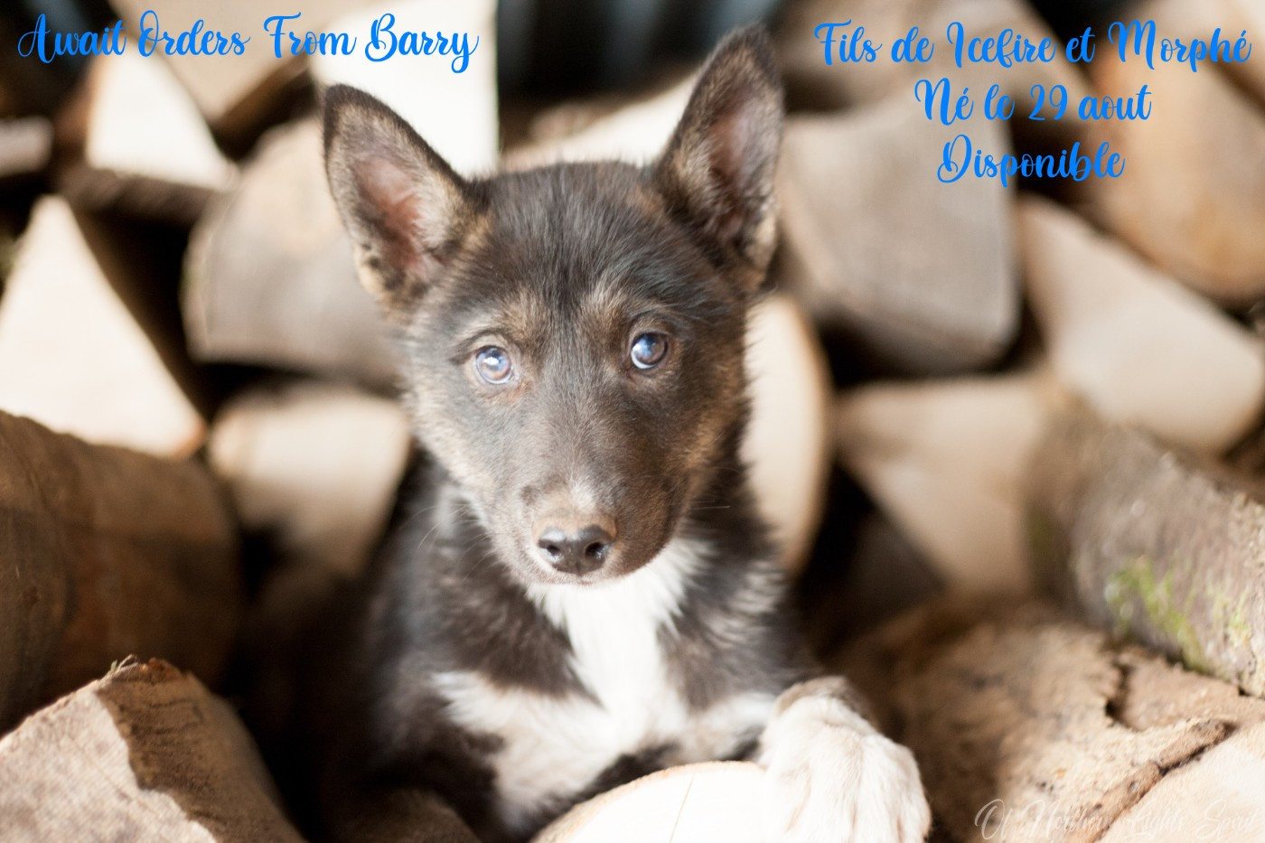 Of Northern Lights Spirit - Chiots disponibles - Siberian Husky