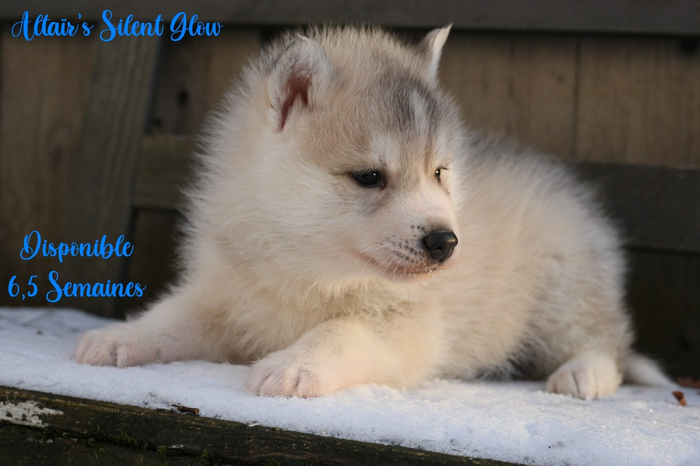 Of Northern Lights Spirit - Chiots disponibles - Siberian Husky