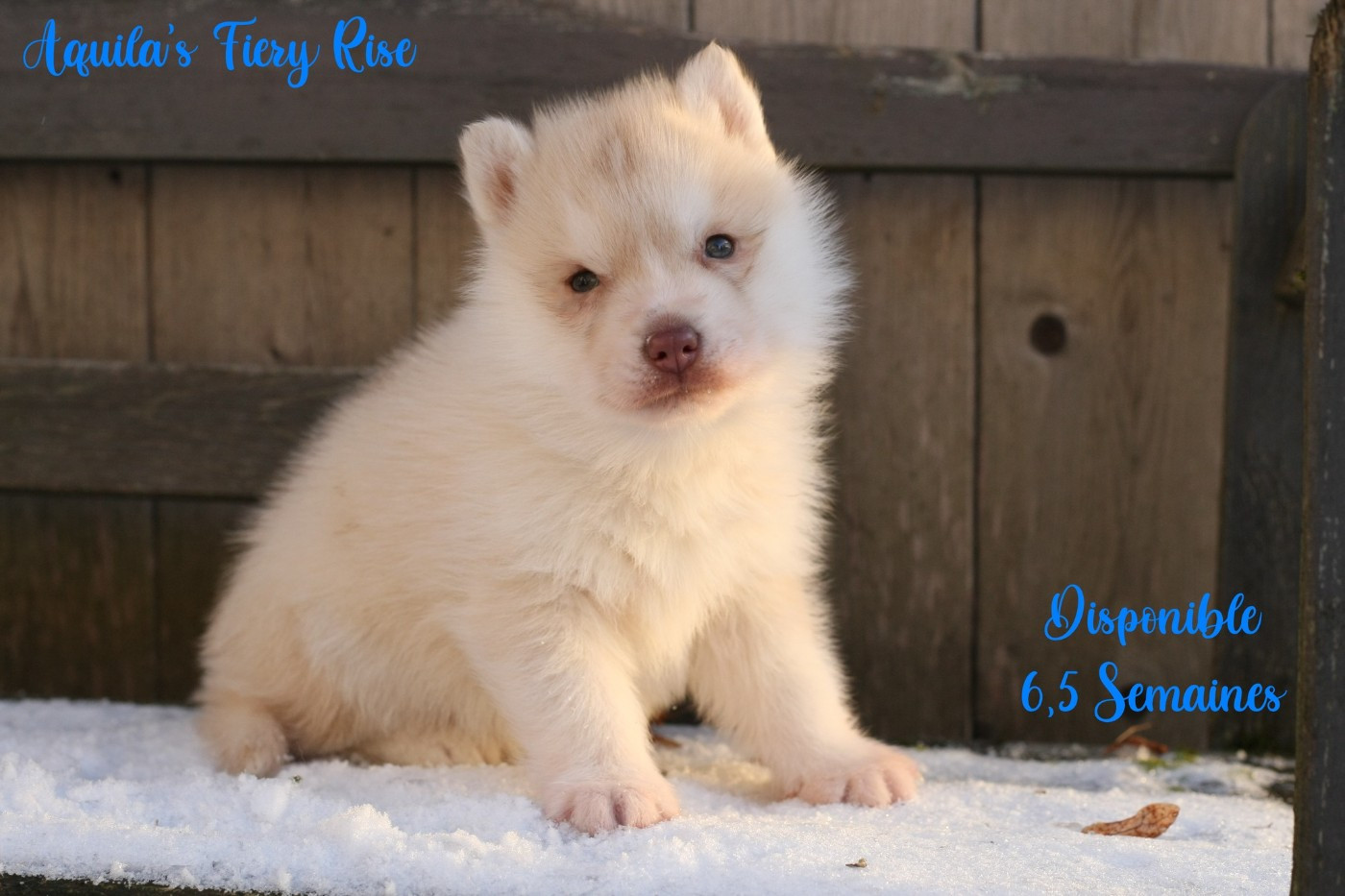 Of Northern Lights Spirit - Chiots disponibles - Siberian Husky