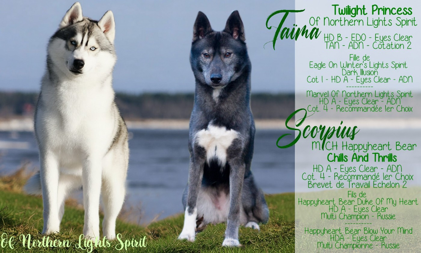 Of Northern Lights Spirit - Siberian Husky - Portée née le 25/05/2026