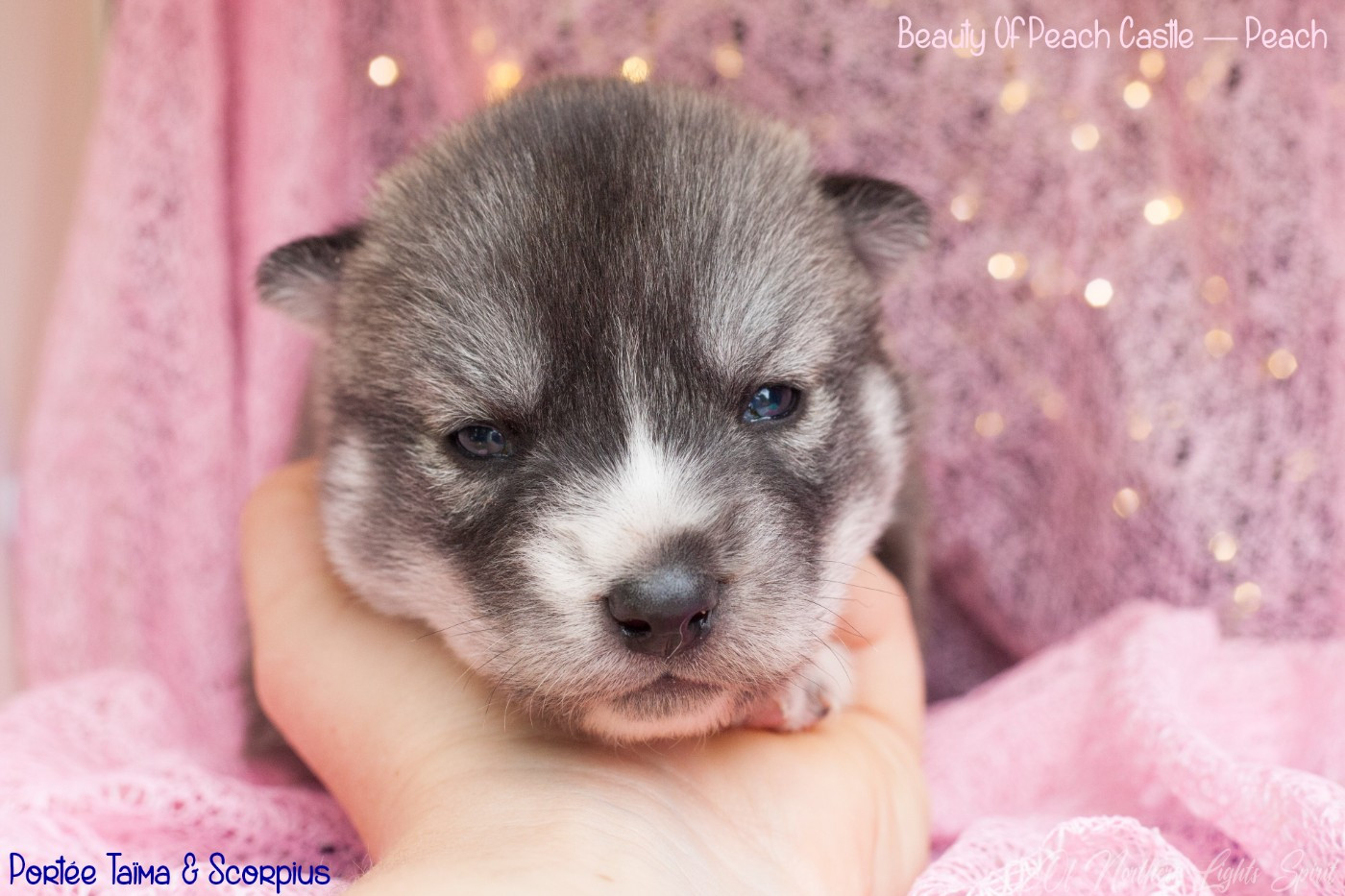 Of Northern Lights Spirit - Chiots disponibles - Siberian Husky