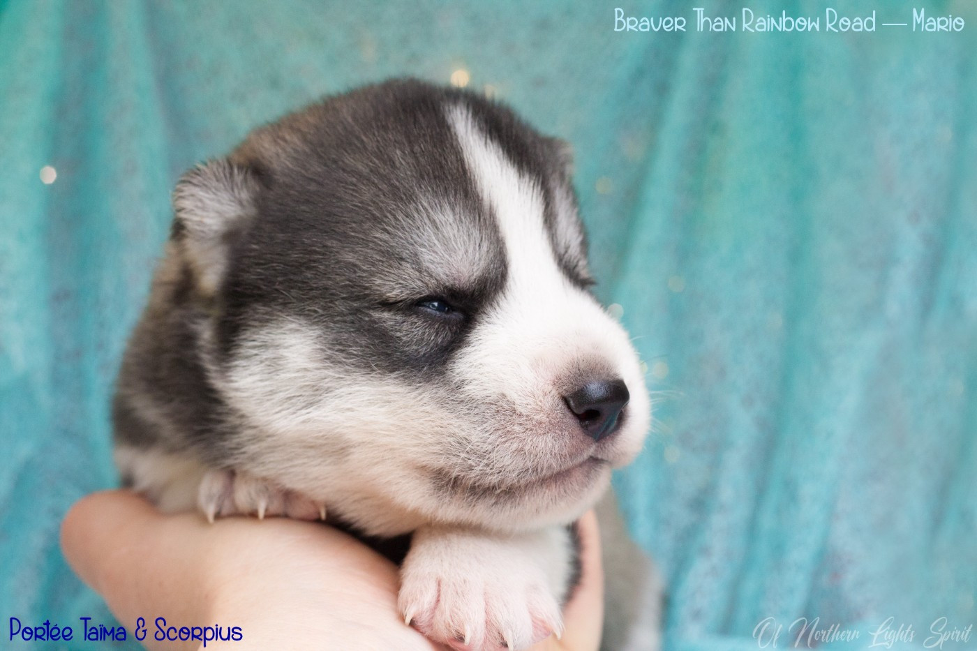 Of Northern Lights Spirit - Chiots disponibles - Siberian Husky