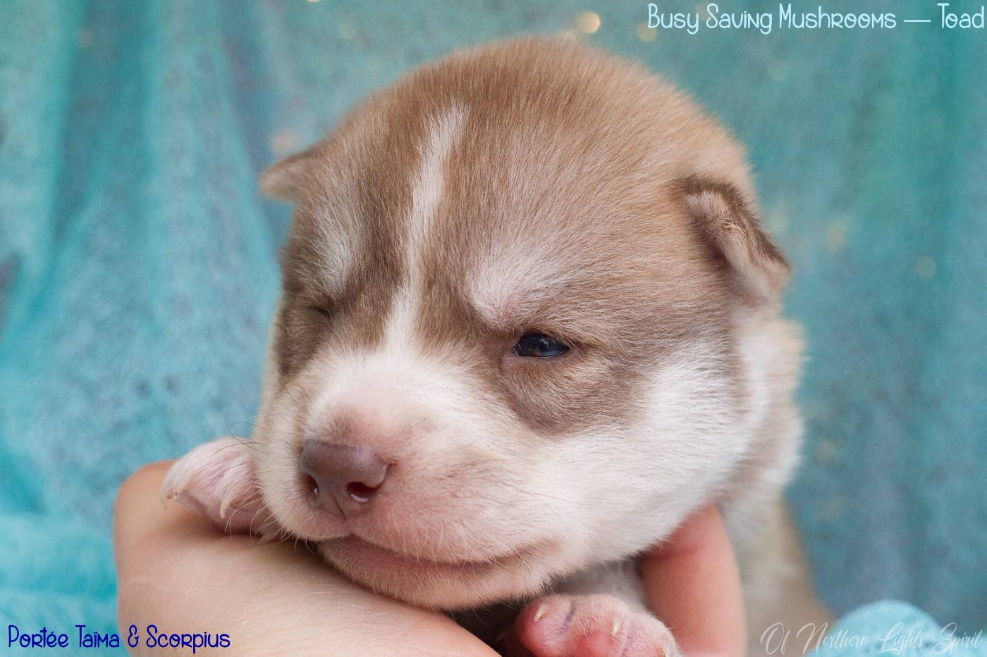 Of Northern Lights Spirit - Chiots disponibles - Siberian Husky