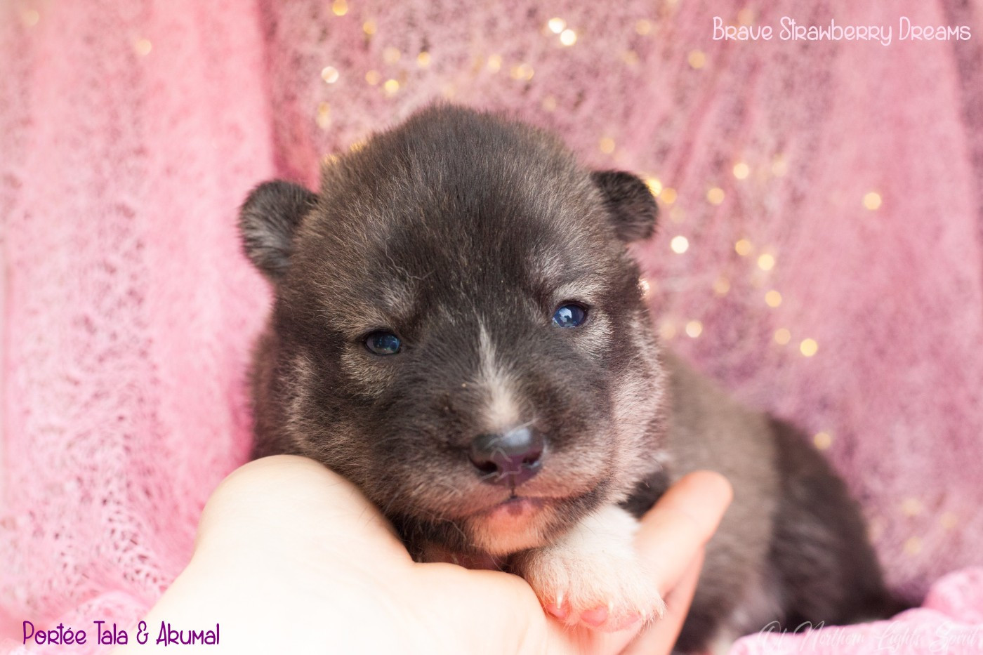 Of Northern Lights Spirit - Chiots disponibles - Siberian Husky