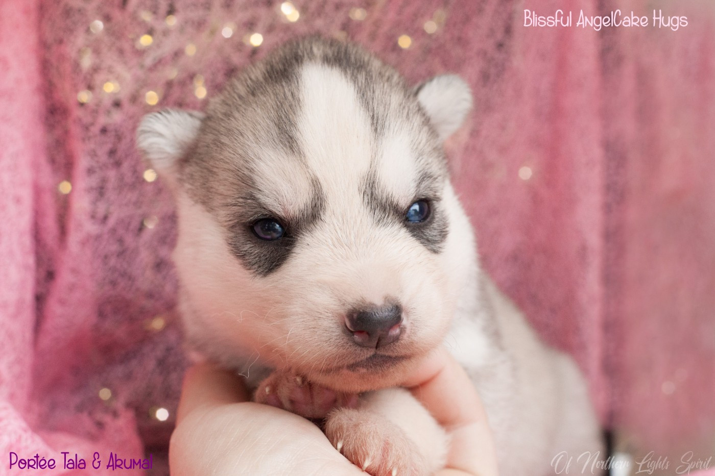 Of Northern Lights Spirit - Chiots disponibles - Siberian Husky