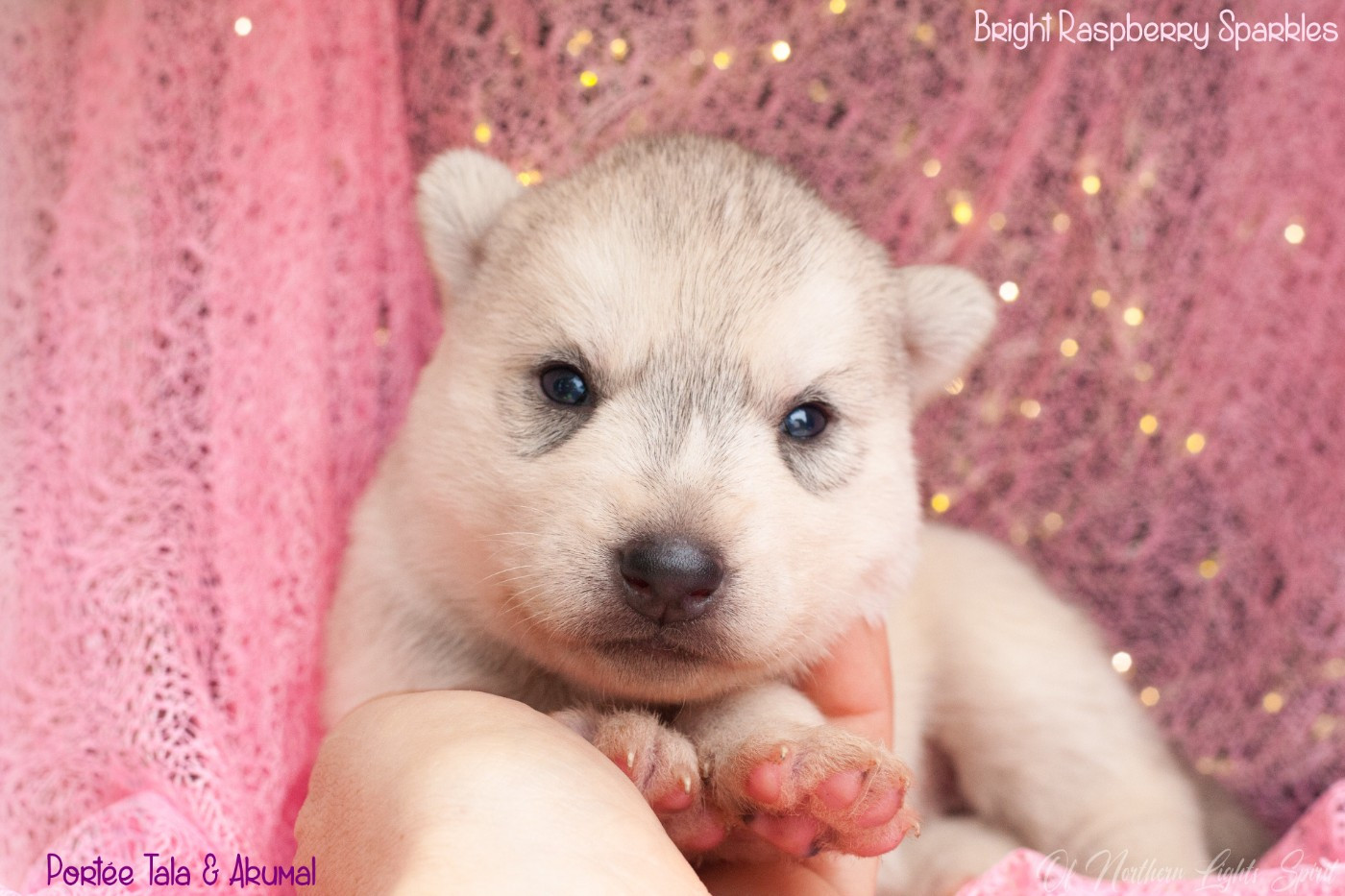 Of Northern Lights Spirit - Chiots disponibles - Siberian Husky