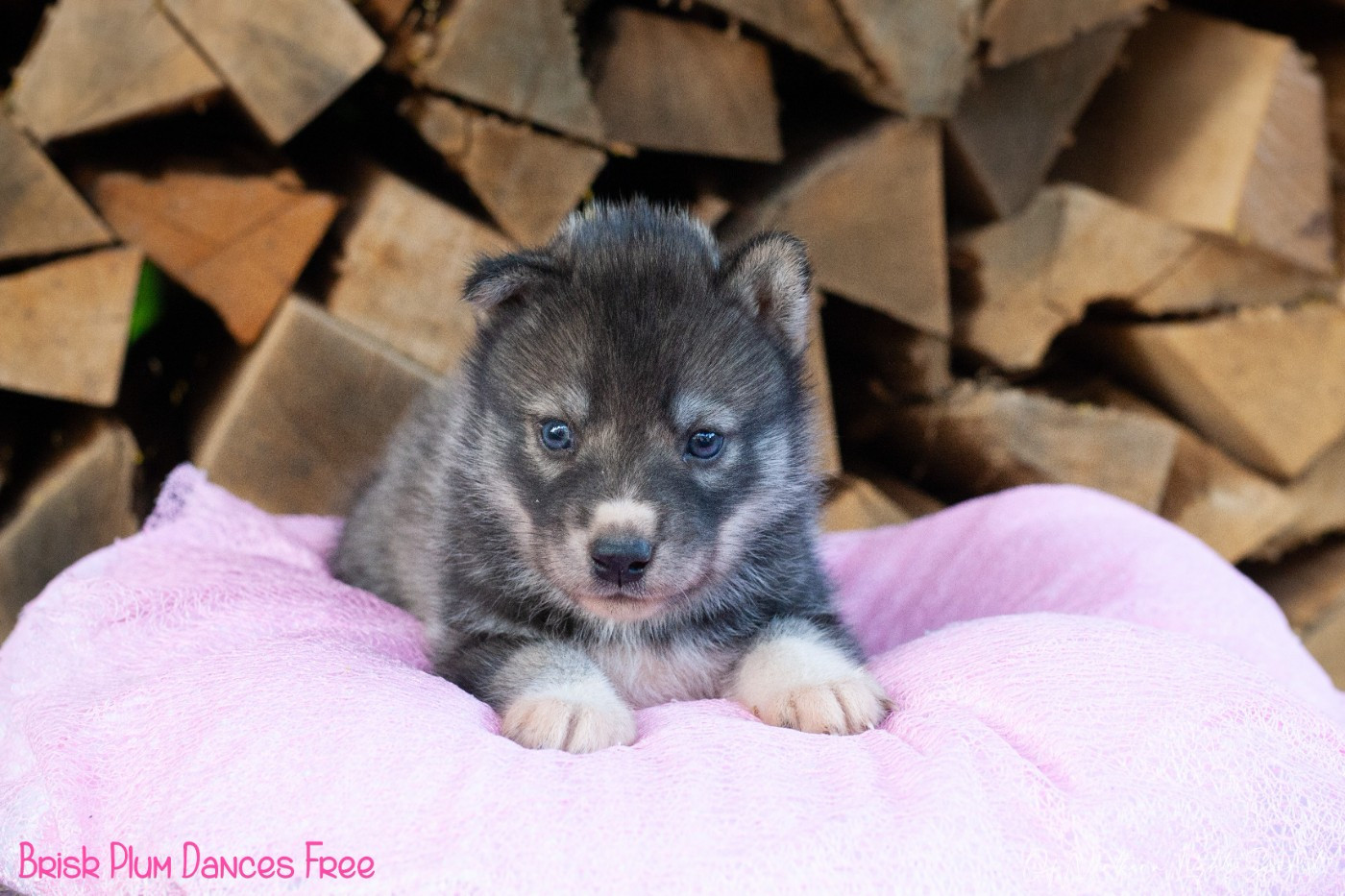 Of Northern Lights Spirit - Chiots disponibles - Siberian Husky
