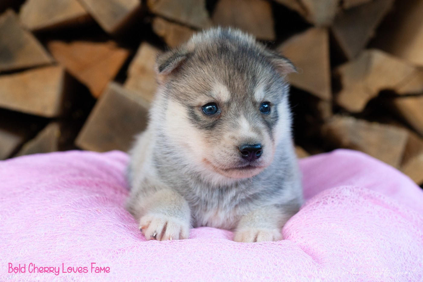 Of Northern Lights Spirit - Chiots disponibles - Siberian Husky