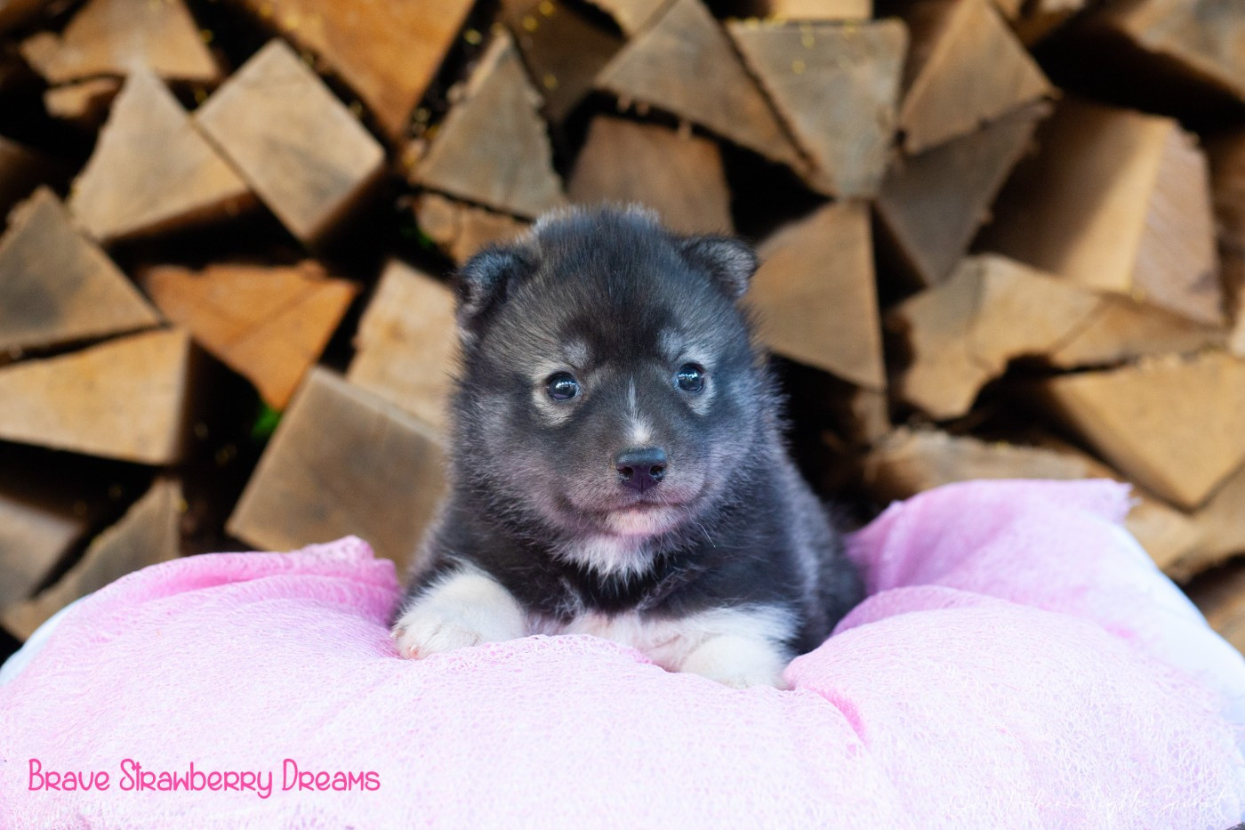 Of Northern Lights Spirit - Chiots disponibles - Siberian Husky