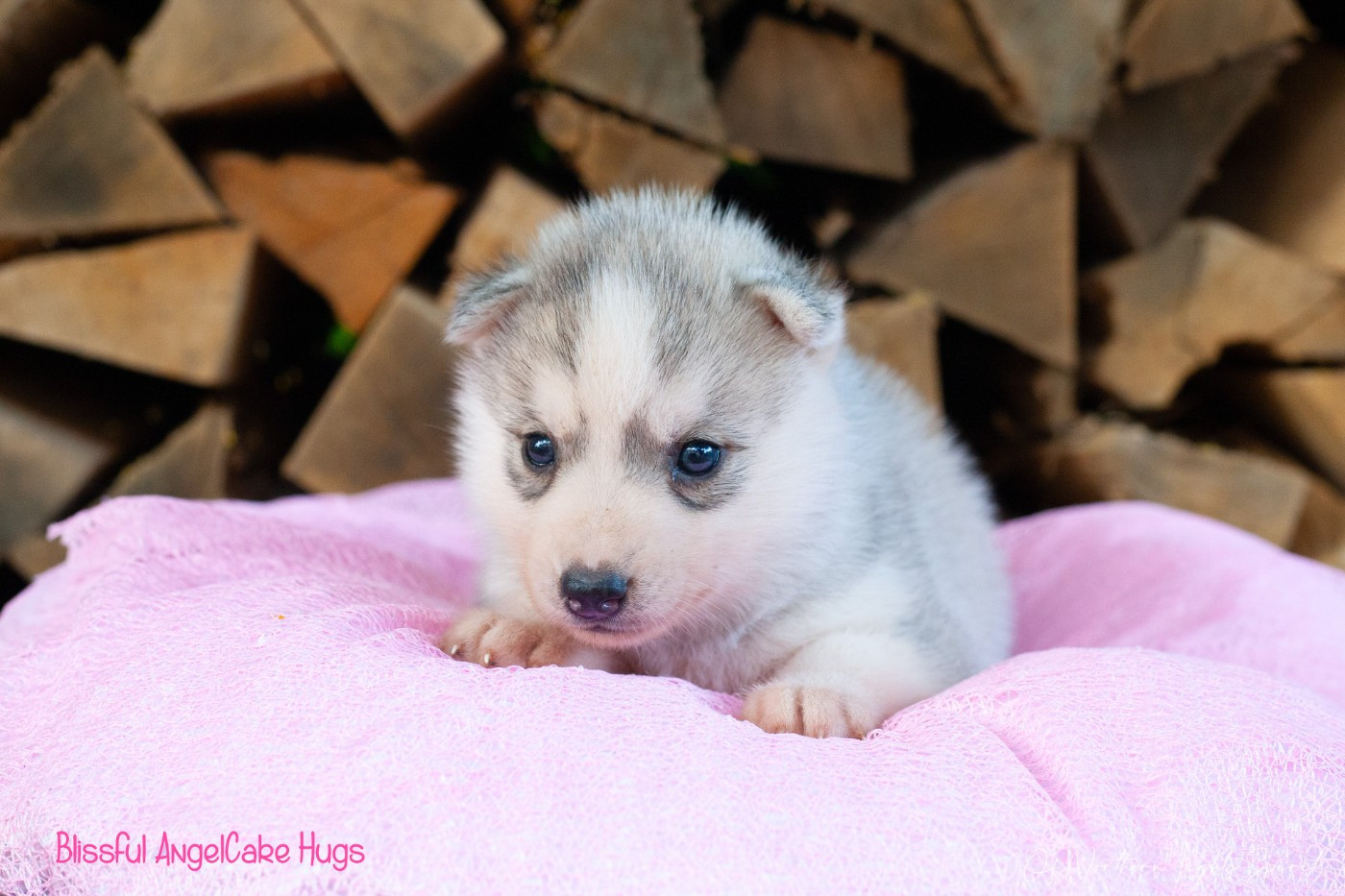 Of Northern Lights Spirit - Chiots disponibles - Siberian Husky