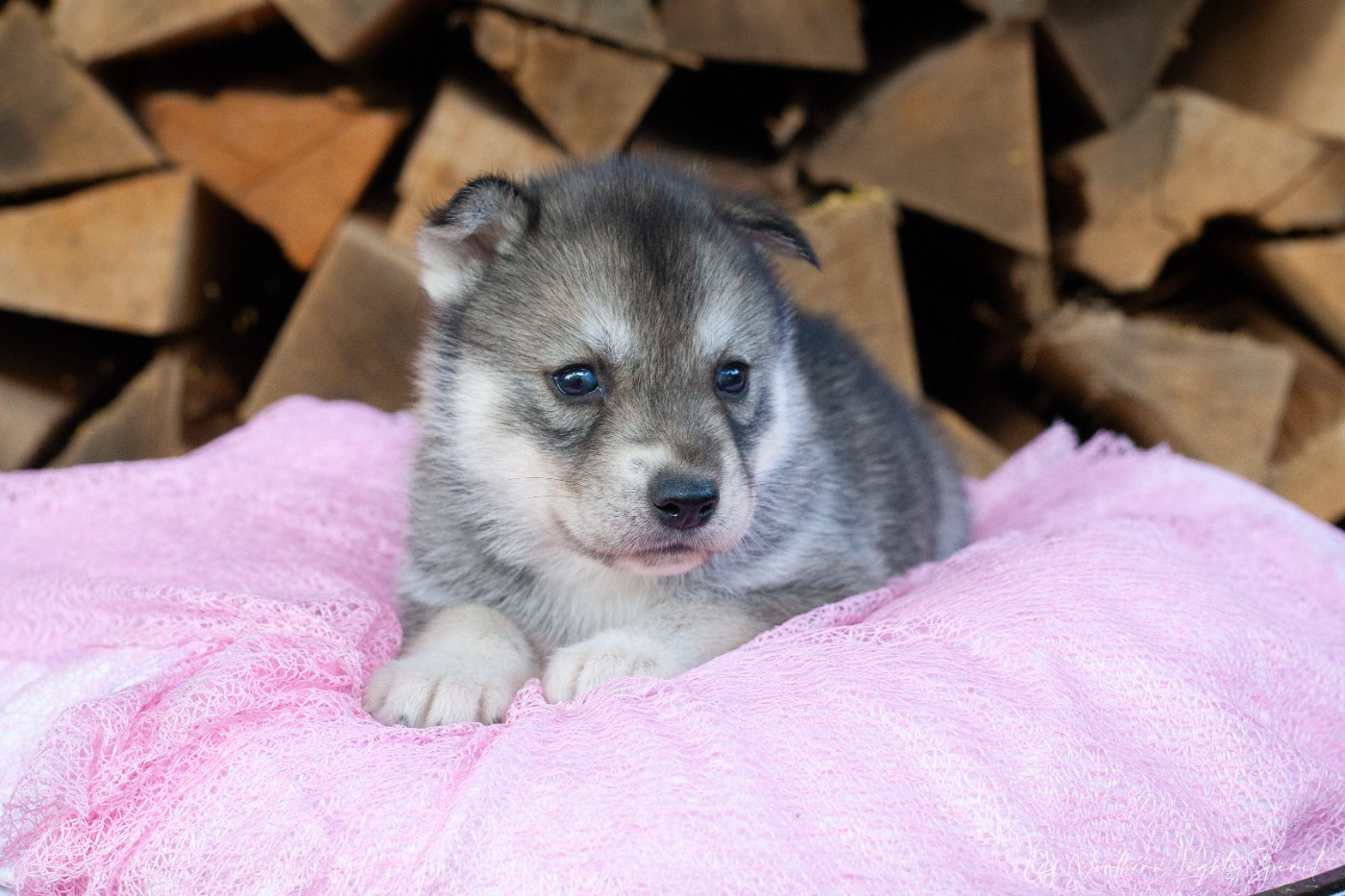 Of Northern Lights Spirit - Chiots disponibles - Siberian Husky