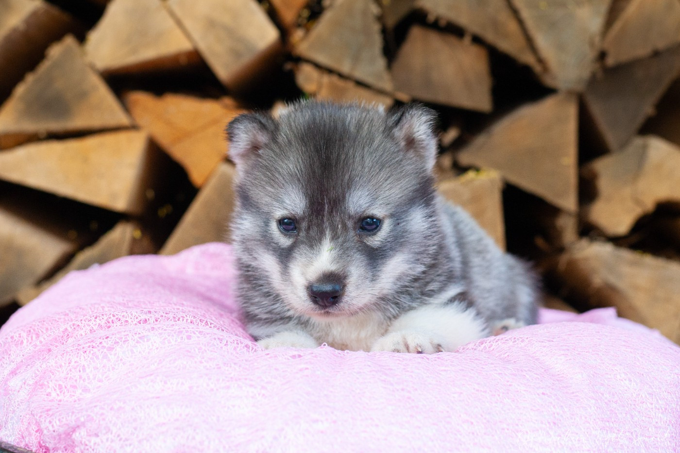 Of Northern Lights Spirit - Chiots disponibles - Siberian Husky