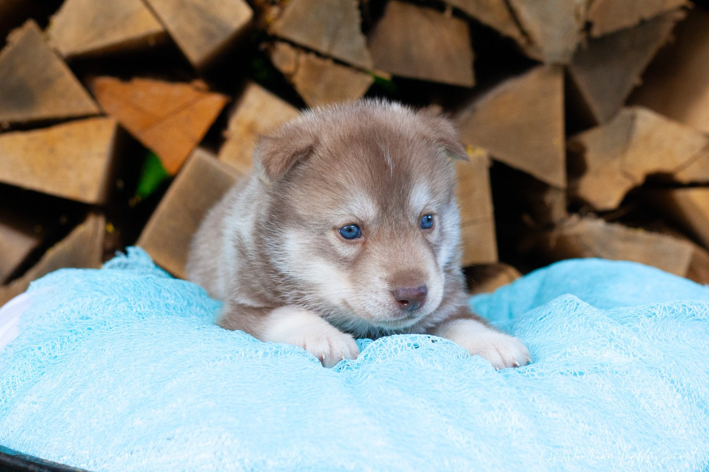 Of Northern Lights Spirit - Chiots disponibles - Siberian Husky