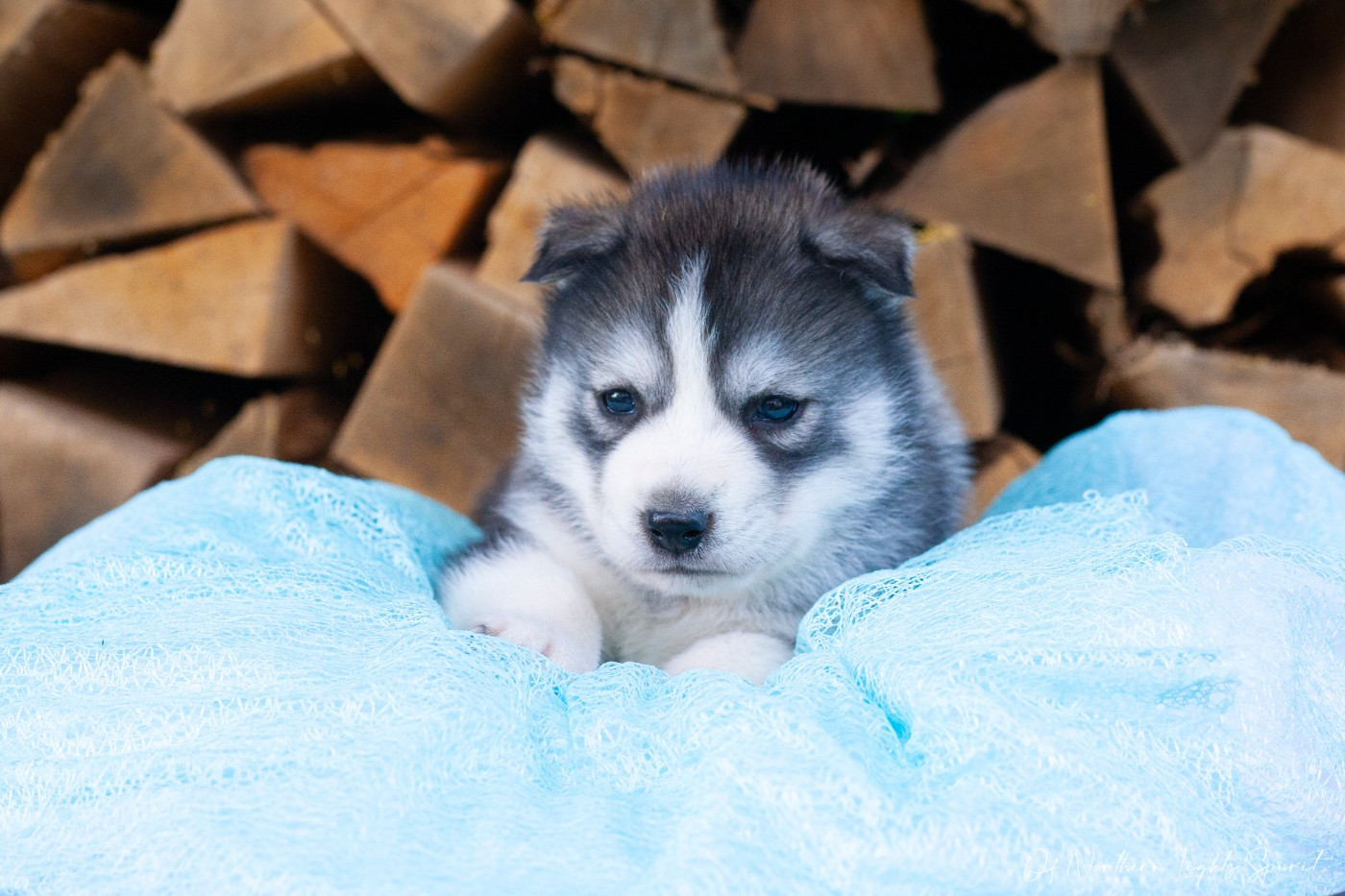 Of Northern Lights Spirit - Chiots disponibles - Siberian Husky