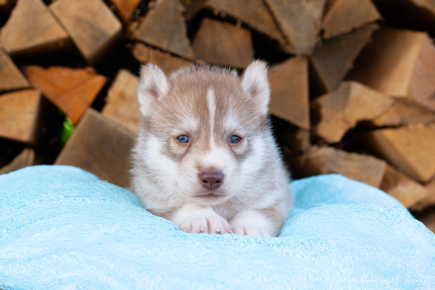 Of Northern Lights Spirit - Chiots disponibles - Siberian Husky