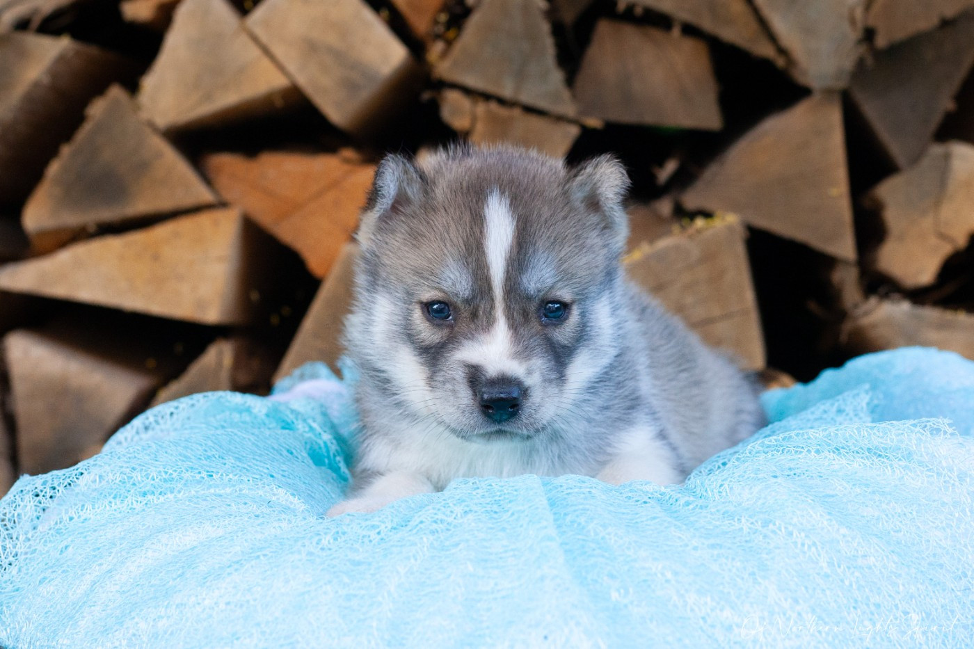 Of Northern Lights Spirit - Chiots disponibles - Siberian Husky