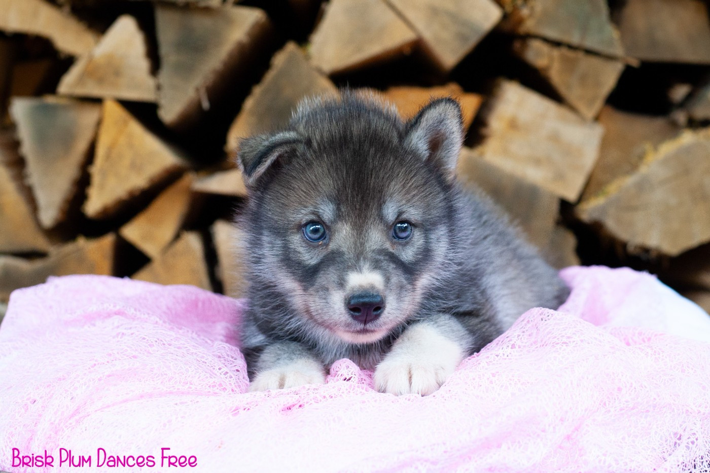 Of Northern Lights Spirit - Chiots disponibles - Siberian Husky
