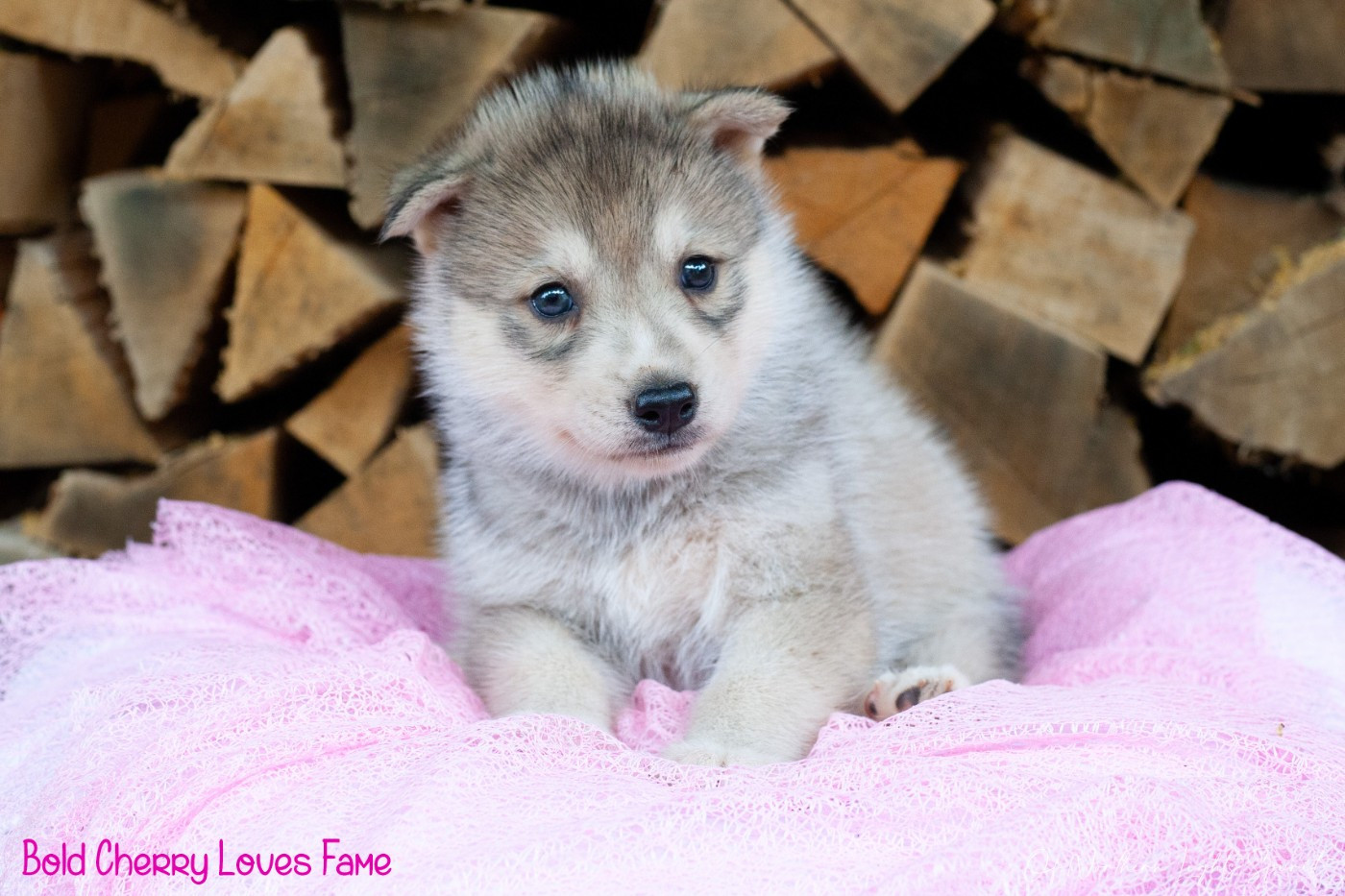 Of Northern Lights Spirit - Chiots disponibles - Siberian Husky