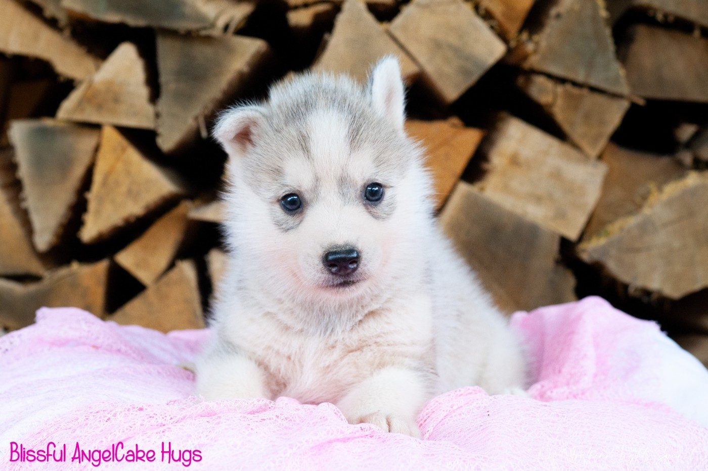 Of Northern Lights Spirit - Chiots disponibles - Siberian Husky